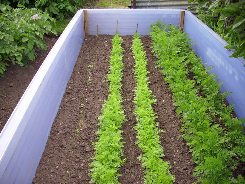 Successession Planting Carrots